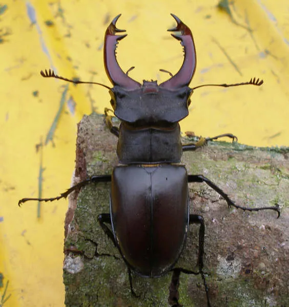 Geyik böceği (Lucanus cervus)