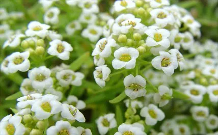 Izmir and you Görseli