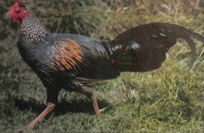 Evcil tavuklar Görseli